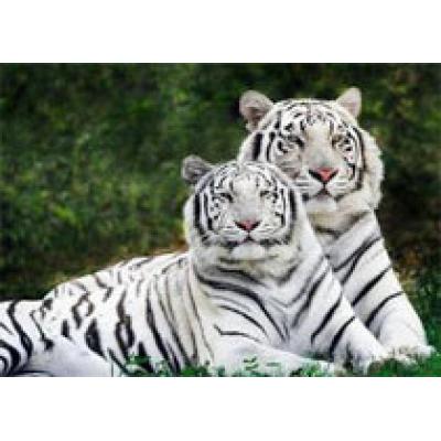 День влюбленных тигров в зоопарке