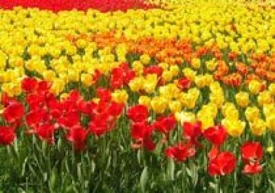 Нидерланды могут лишиться парада тюльпанов