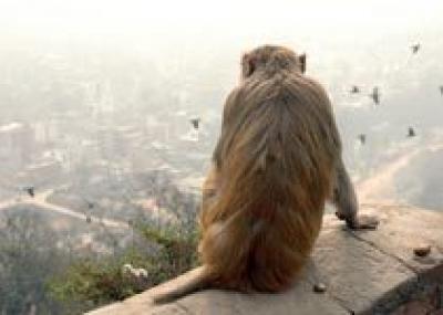 Аэропорт Дели закрыли из-за обезьяны