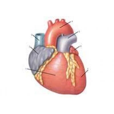 Зрелые стволовые клетки обновляют сердце после сердечного приступа