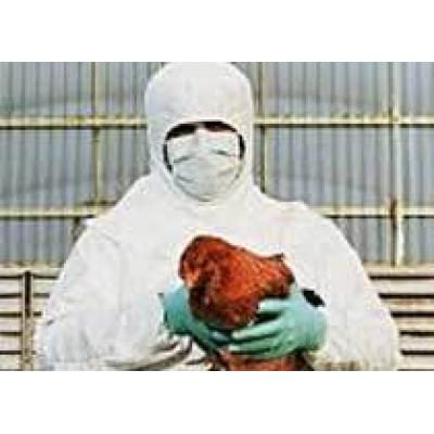 В Польше зафиксирован случай заболевания домашних птиц на смертельно опасный для человека вирус