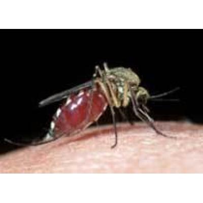 Искусственный цветок остановит эпидемии малярии