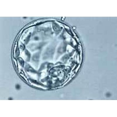 Американцы клонировали эмбрионы человека из клеток кожи