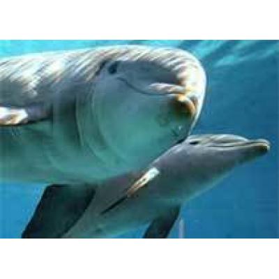 Ученые развенчали уникальность дельфинотерапии