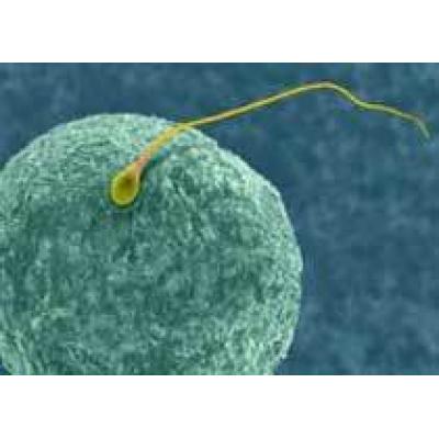 Ученые выращивают в пробирке `женские сперматозоиды`