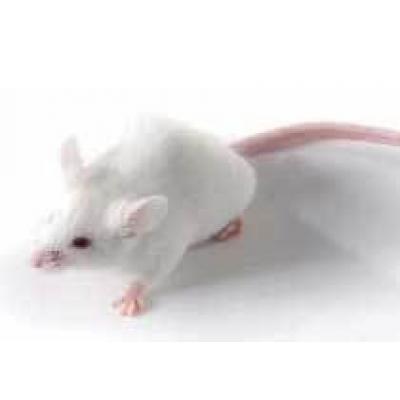 Британские ученые вывели сопливых мышей