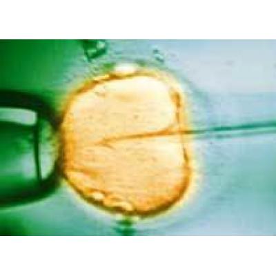 Созданы человеческие эмбрионы с генами трех родителей