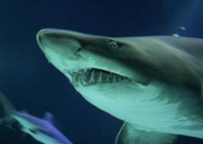 Американские рыбаки поймали на удочку почти 400-килограммовую акулу