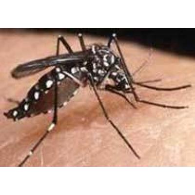 Число заболевших лихорадкой денге в Бразилии превысило 55 тысяч человек