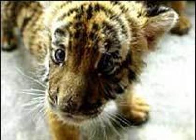 Впервые за десятилетия в природе замечен южнокитайский тигр