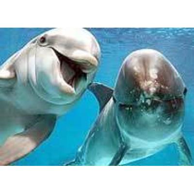 В Крыму дельфины исцеляют больных