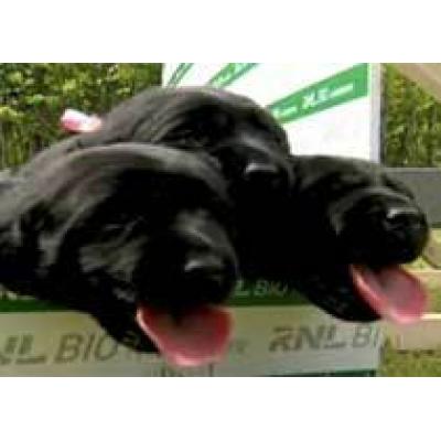 Корейцы клонировали вынюхивающую раковые клетки собаку