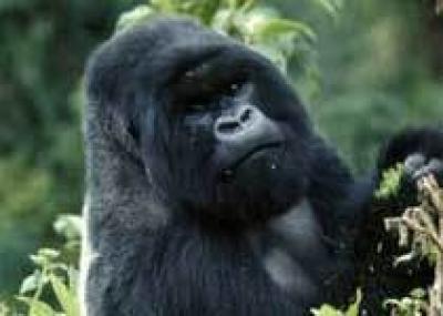 `Королевство горилл` привлекает все больше туристов