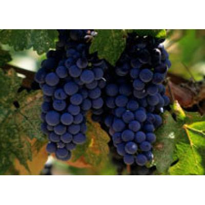 Виноград полезен для сердца