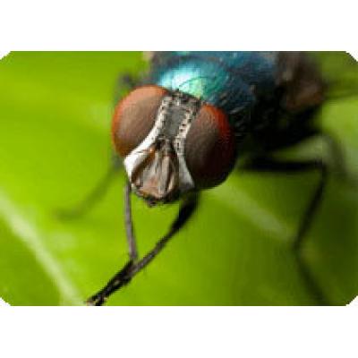 Лечение инфицированных ран облегчили личинки падальной зеленой мухи