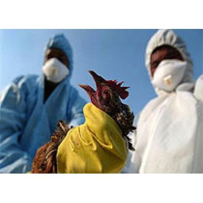 Птичий грипп «обманывает» иммунную систему