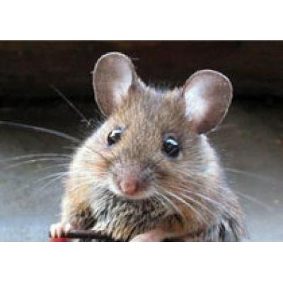Ученые научились клонировать замороженных мышей