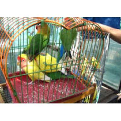 Контрабандные попугаи заразили пограничников орнитозом