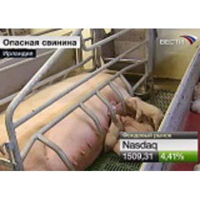 В ирландской свинине обнаружен диоксин