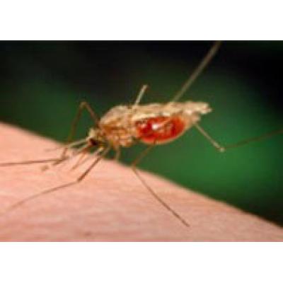 Клинические испытания вакцины от малярии прошли успешно