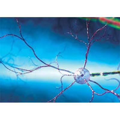 Разработана методика восстановления нервных клеток