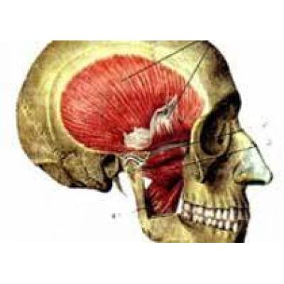 Искусственный мускул подарит людям моргание и улыбку