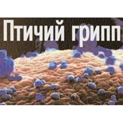 В Египте выявлен 64-й случай заражения человека птичьим гриппом