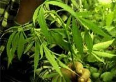 В Нидерландах открылся двадцатый фестиваль ценителей марихуаны Cannabis Cup