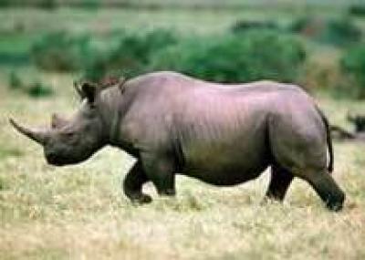 Голландских туристов в ЮАР атаковал обиженный носорог
