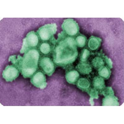 Демографические последствия пандемии гриппа A(H1N1)