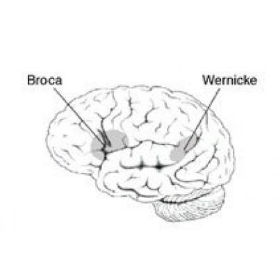 Пересмотрена роль речевого центра в мозге