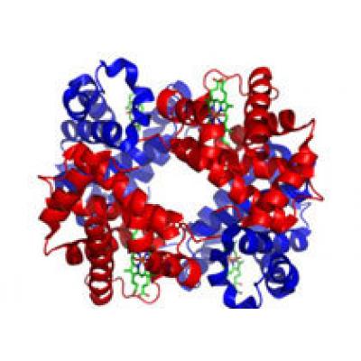 Ученые открыли новый тип гемоглобина