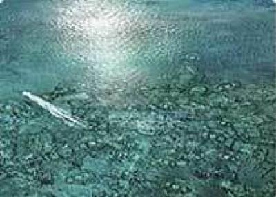 Во Флориде появится `Мемориальное кладбище Нептуна`: первый в мире подводный погост