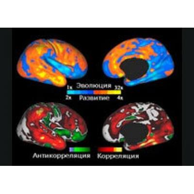 Человеческий мозг развивается неравномерно