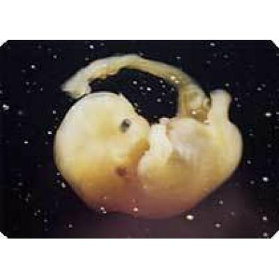 Обама оспорит запрет на опыты с клетками эмбрионов