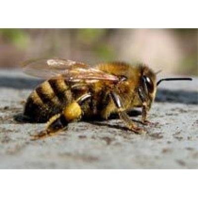 Приёмы и методы нетрадиционной медицины: пчелоужаление