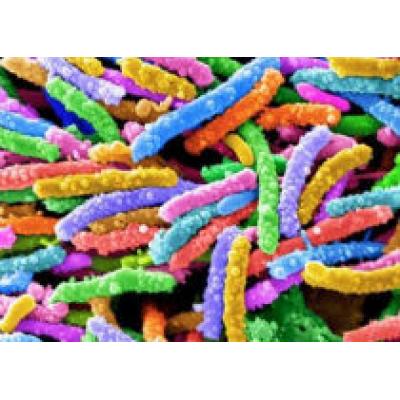 Бактерии вызывают странности в поведении человека