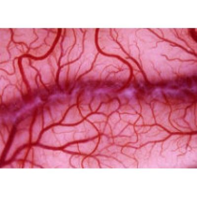 Исследователи создали искусственные кровеносные сосуды