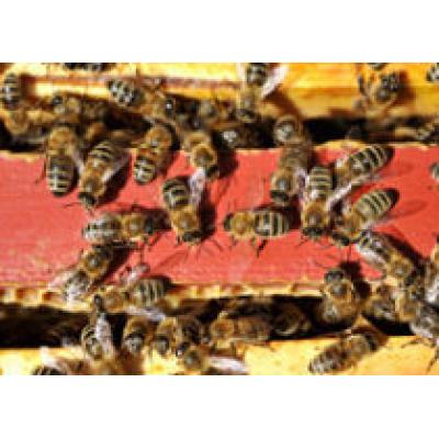 Пчелиный яд делает кожу эластичней