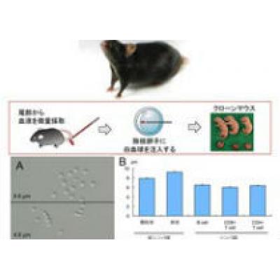 Японские ученые получили клона из капли крови