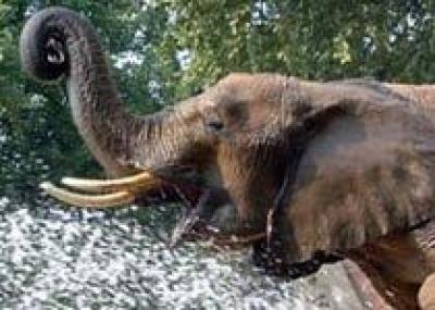 Дикие слоны в Китае опасны для туристов