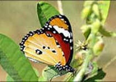 Мадагаскар: бабочка упекла коллекционера в тюрьму