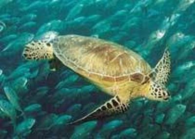 Черепаха-рекордсмен доплыла от Индонезии до США