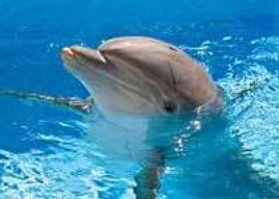 В Евпатории на базе здравницы откроется дельфинарий