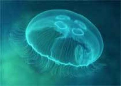 Средиземное море переполнено ядовитыми медузами