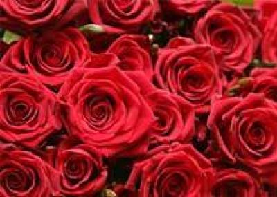 Жена отсудила у жадного мужа 124000 красных роз