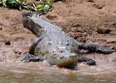 На Суматре мать спасла дочь из пасти крокодила