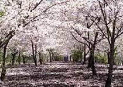 В Японии празднуют цветение сакури
