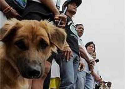 Таиландские почтальоны на курсах по защите от бродячих собак