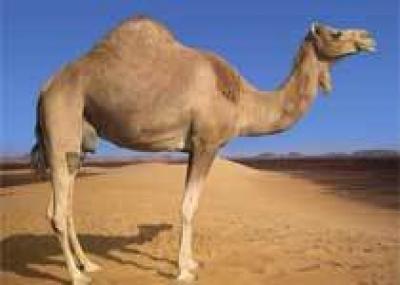 Эмираты: Конкурс красоты среди верблюдов Персидского Залива